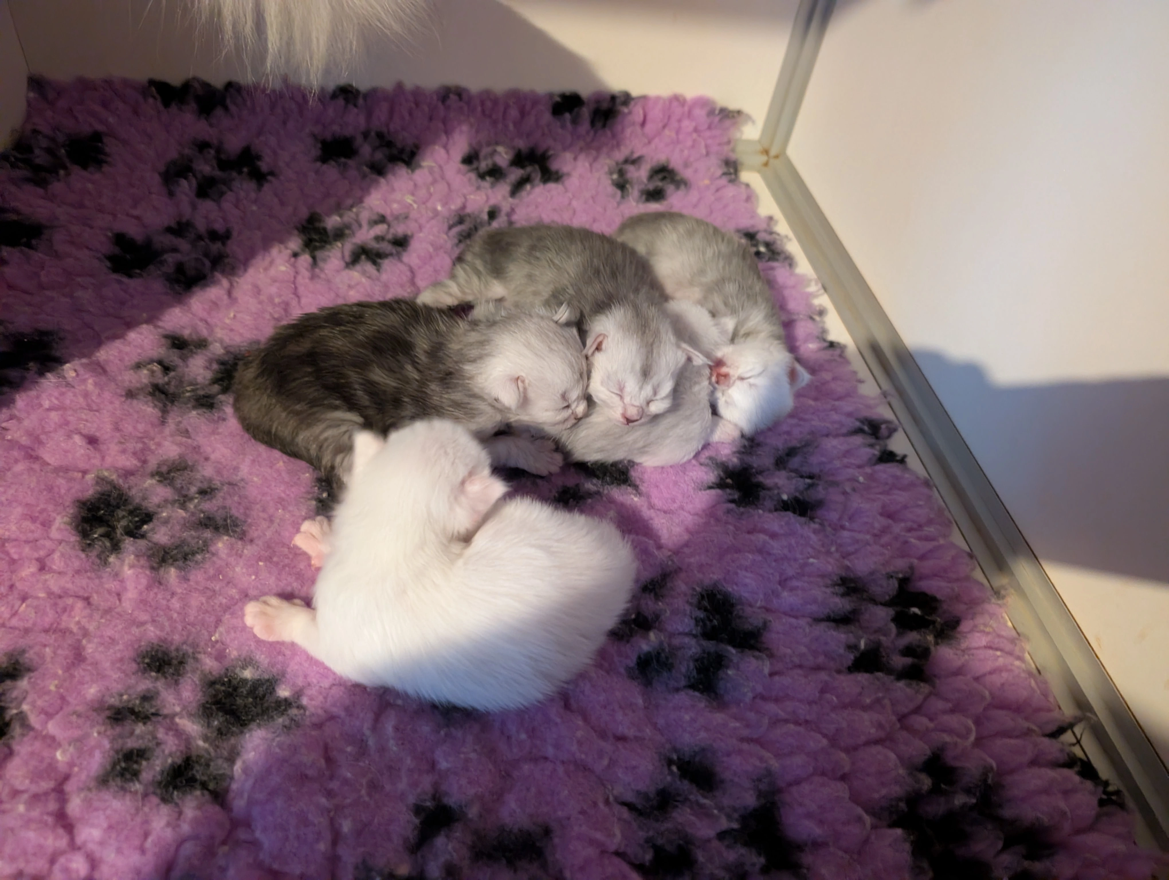 chatons Maine Coon de Wendy, couleurs claires
