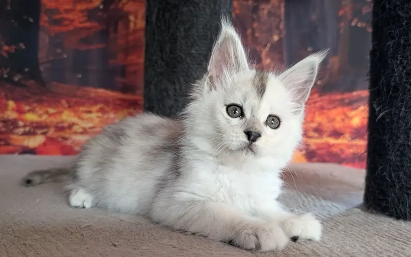 Maine Coon Mâle Black Silver Shaded - Adan photo 3