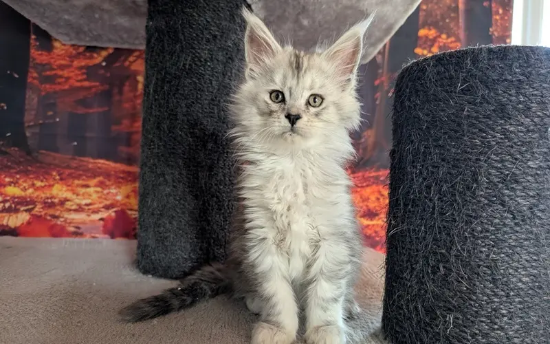 Maine Coon Femelle Black Silver Blotched Tabby - Alma photo 1