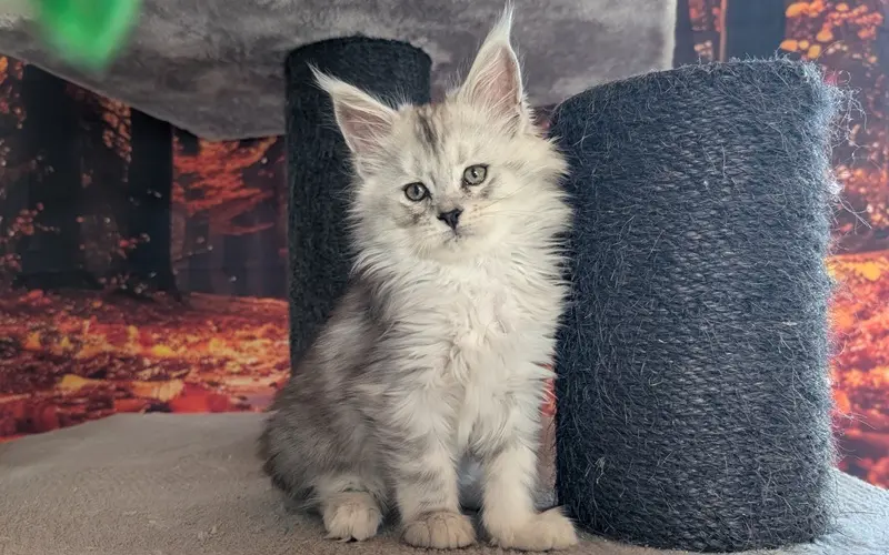 Maine Coon Femelle Black Silver Blotched Tabby - Alma photo 4