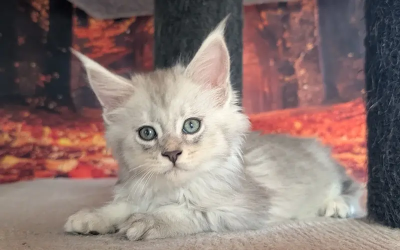 Maine Coon Mâle Black Silver Blotched Tabby - Anakin photo 2