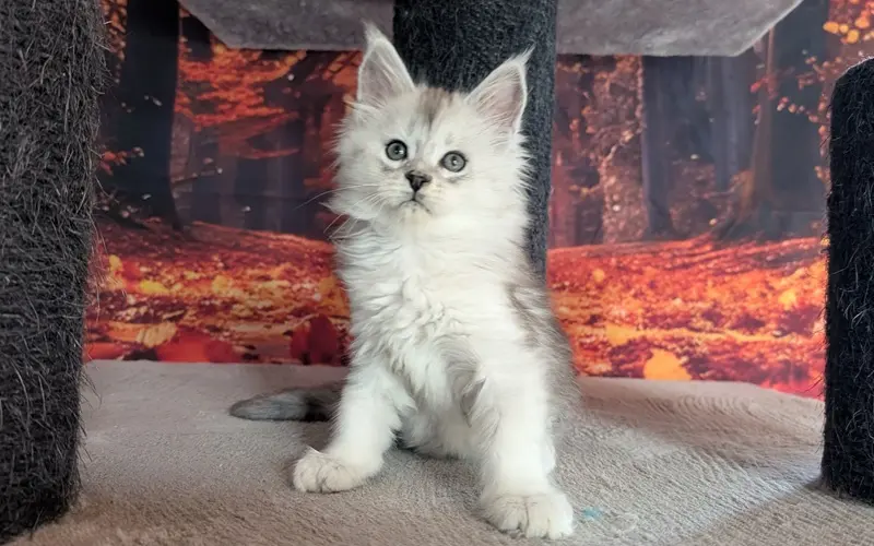 Maine Coon Mâle Black Silver Blotched Tabby - Apollon photo 1