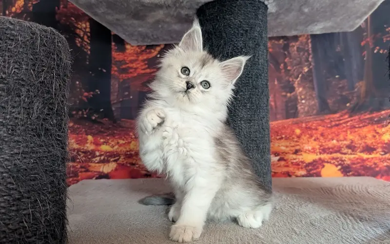 Maine Coon Mâle Black Silver Blotched Tabby - Apollon photo 3