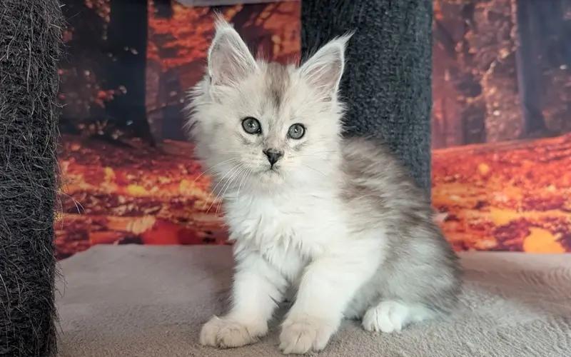 Maine Coon Mâle Black Silver Blotched Tabby - Apollon photo 4