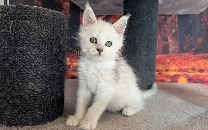 Maine Coon Mâle Black Silver Shaded - Aribo photo 1