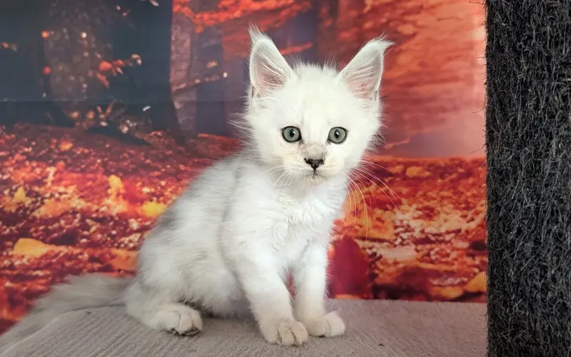 Maine Coon Mâle Black Silver Shaded - Aribo photo 2