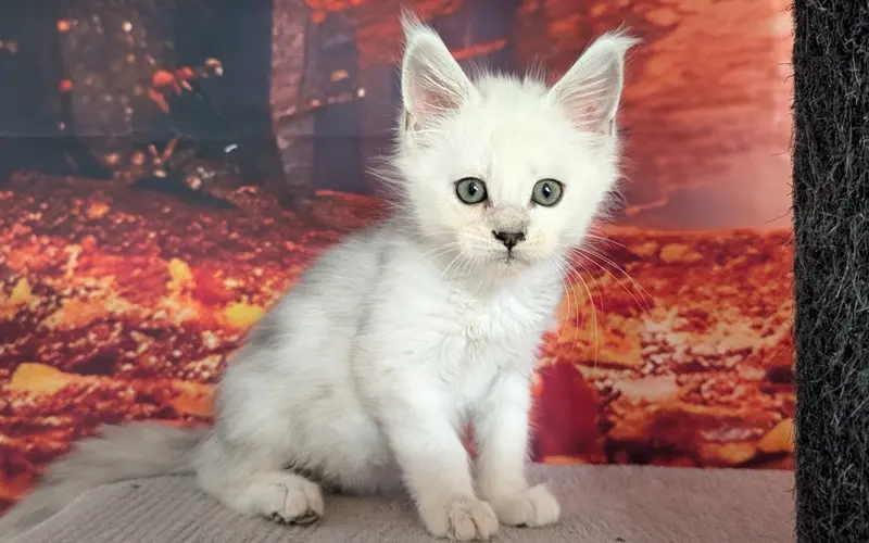 Maine Coon Mâle Black Silver Shaded - Aribo photo 3