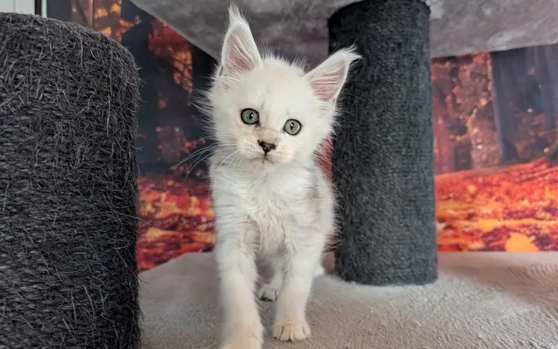 Maine Coon Mâle Black Silver Shaded - Aribo photo 4