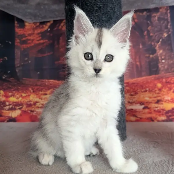 Adan, Maine Coon mâle, black silver shaded - chaton 1 d'Ulane