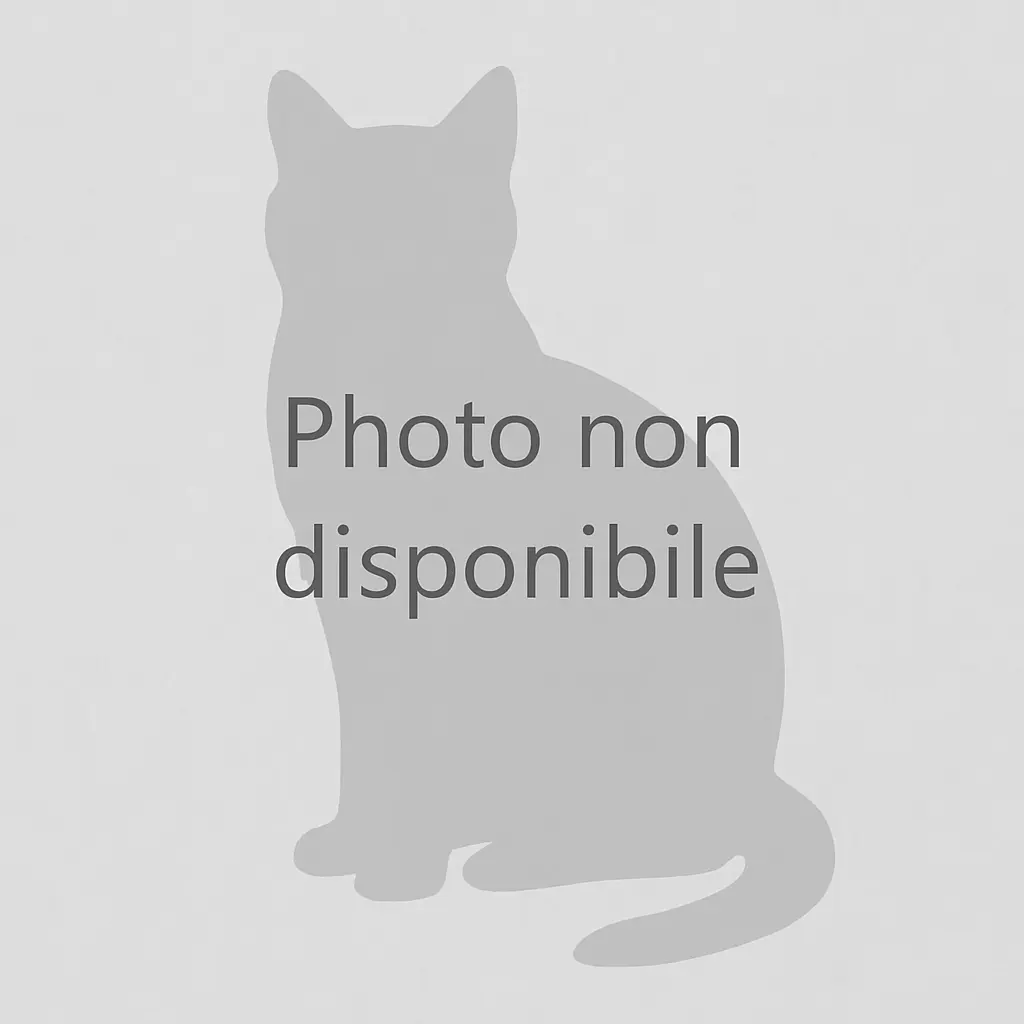 Alaska, Maine Coon femelle, black silver shaded - chaton 6 d'Ulane