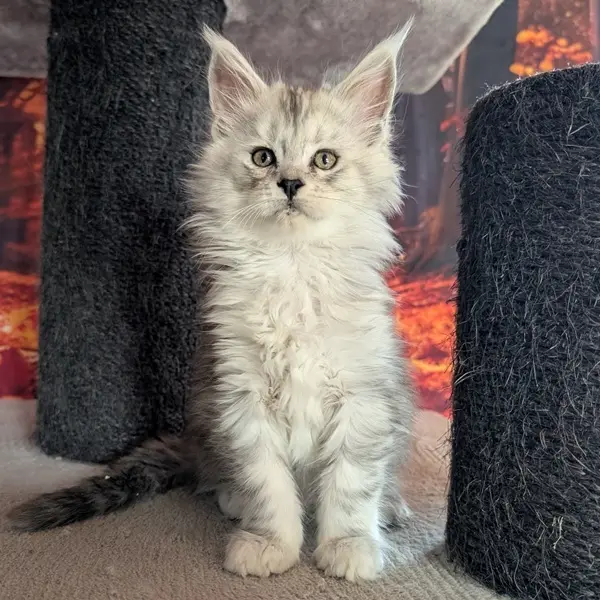 Alma, Maine Coon femelle, black silver blotched tabby - chaton 2 d'Ulane