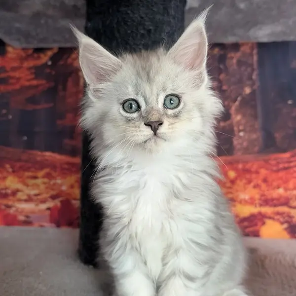 Anakin, Maine Coon mâle, black silver blotched tabby - chaton 4 d'Ulane