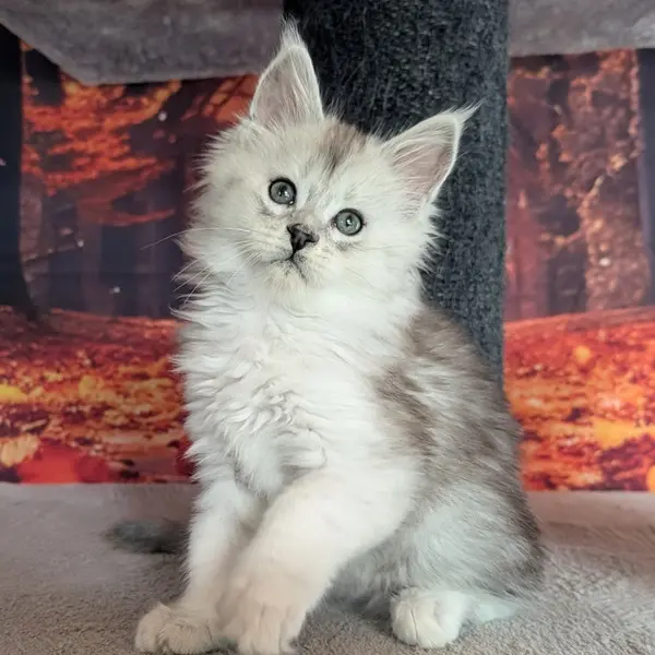 Apollon, Maine Coon mâle, black silver blotched tabby - chaton 3 d'Ulane