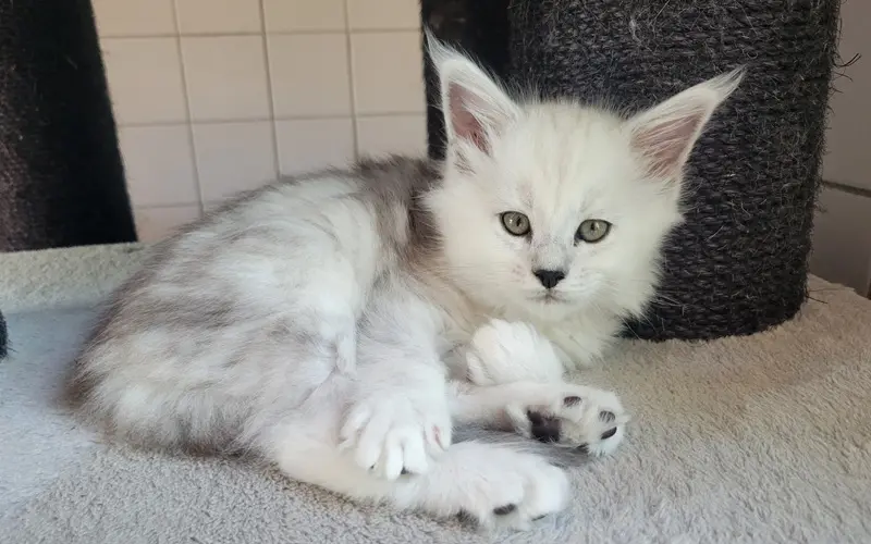 Maine Coon Femelle Black Smoke High - Aphrodite photo 3