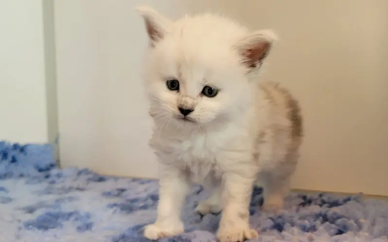 Maine Coon Femelle Black Silver Shell - Artémis photo 2