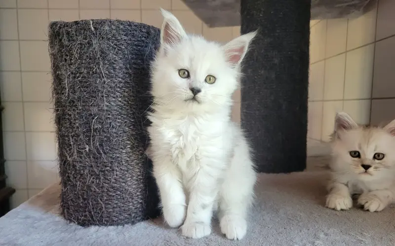 Maine Coon Femelle Black Silver Shell - Artémis photo 4