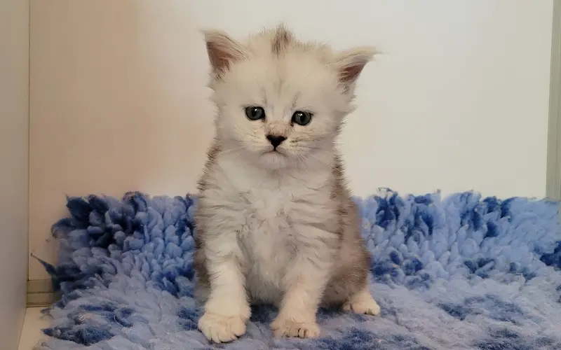 Maine Coon Femelle Black Silver Shaded - Athena photo 1