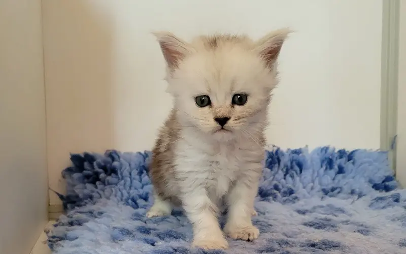 Maine Coon Femelle Black Silver Shaded - Athena photo 2