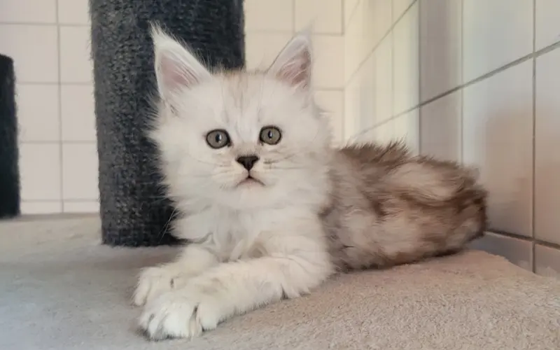 Maine Coon Femelle Black Silver Shaded - Athena photo 3