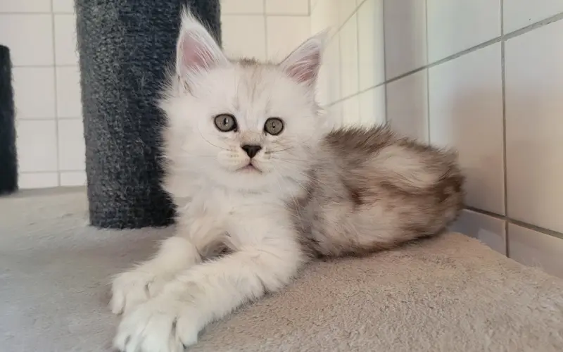 Maine Coon Femelle Black Silver Shaded - Athena photo 4