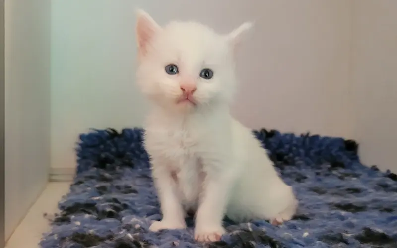 Maine Coon Mâle Red Silver Shell - Alvine photo 1