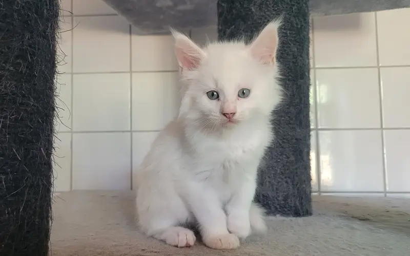 Maine Coon Mâle Red Silver Shell - Alvine photo 3