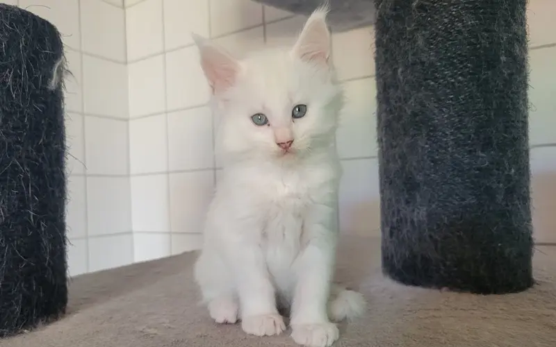 Maine Coon Red Silver Shell - Alvine photo 4