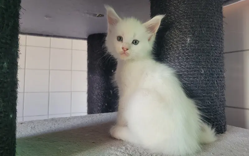 Maine Coon Mâle Red Silver Shell - Arnold photo 3