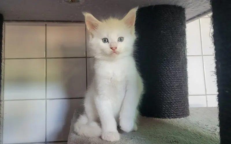 Maine Coon Mâle Red Silver Shell - Arnold photo 4
