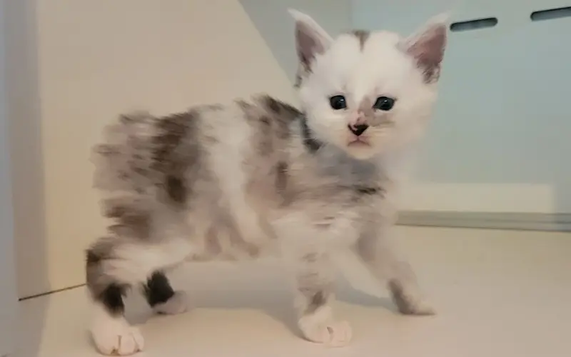 Maine Coon Femelle Black Smoke et blanche - Arwen photo 2