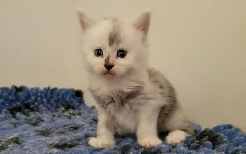 Maine Coon Femelle Black Smoke et blanche - Arya photo 2