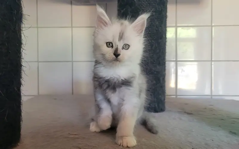 Maine Coon Femelle Black Smoke et blanche - Arya photo 3