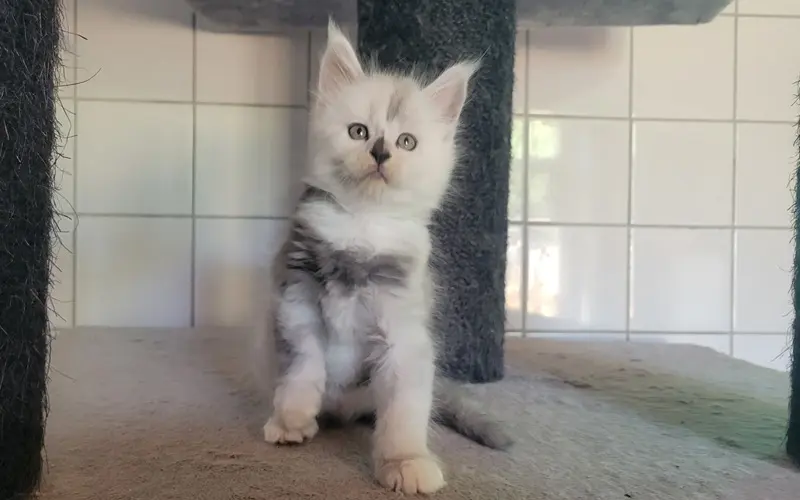 Maine Coon Femelle Black Smoke et blanche - Arya photo 4