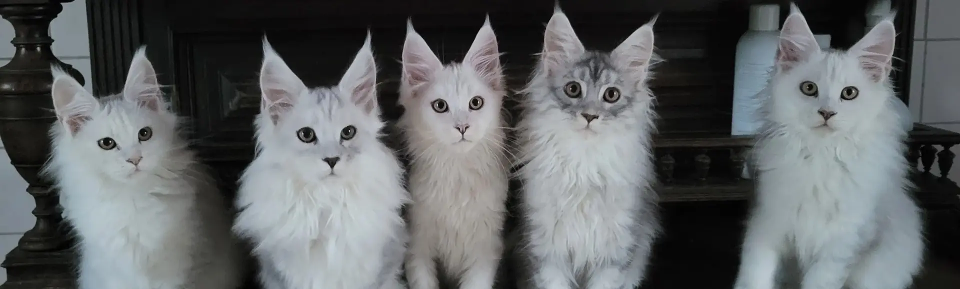 Chatons Maine Coon