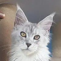 Mère, Ulane de couleur Black Silver Blotched Tabby