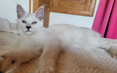 Maine Coon Mâle avec puissante ossature de couleur Black Smoke High